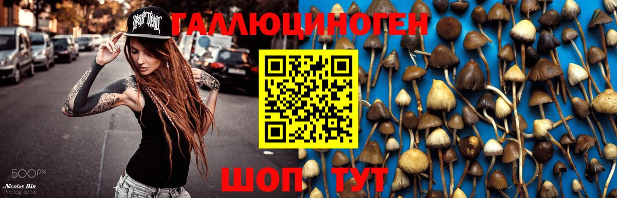 Псилоцибиновые грибы мицелий Новороссийск